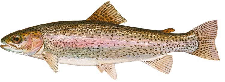 Rainbow Trout | Fishing in Missouri