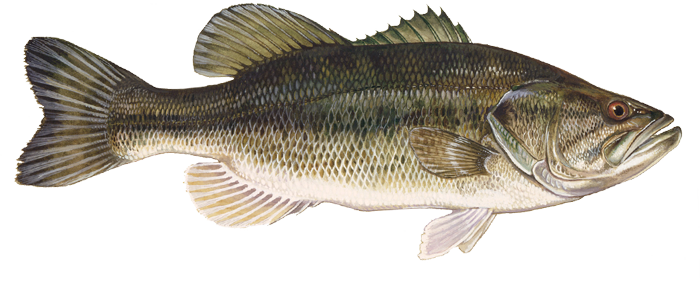 Largemouth Bass | Fishing in Missouri