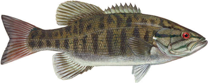 Smallmouth Bass | Fishing in Missouri